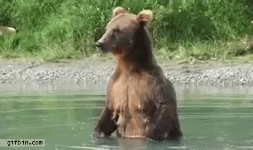 Bear GIF - Find & Share on GIPHY