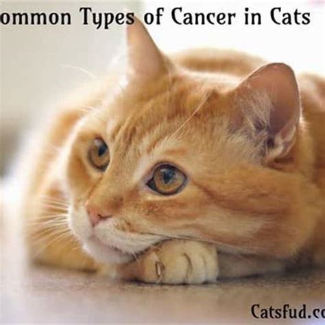 How common is cancer in cats? - DIY Seattle