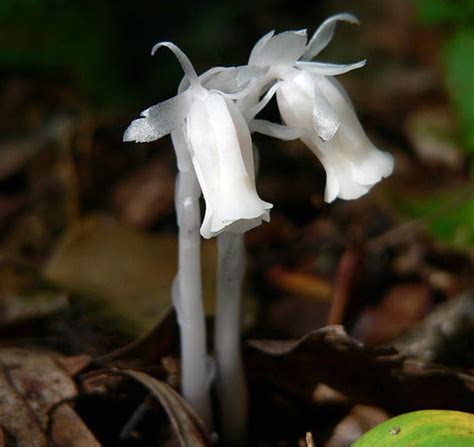 Ghost Pipe Flower Essence - Etsy