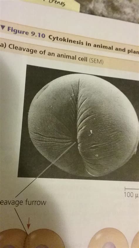 Upvote this PHAT cleavage furrow for a thicc 5 on AP Bio this Monday : r/APStudents