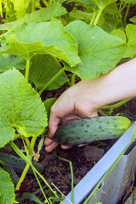 Growing Cucumbers: How and When To Pick Cucumbers (2023)