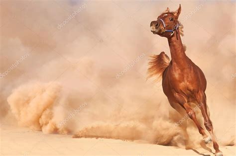 Arabian Horse in desert Stock Photo by ©Loya-ya 25349337