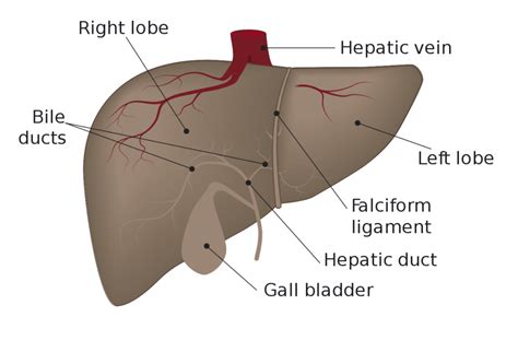 Liver (Anatomy, Histology and Functions) - Online Science Notes