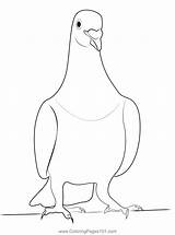 Relax Pigeon Coloring Page For Kids  Free Pigeons And Doves Printable sketch template