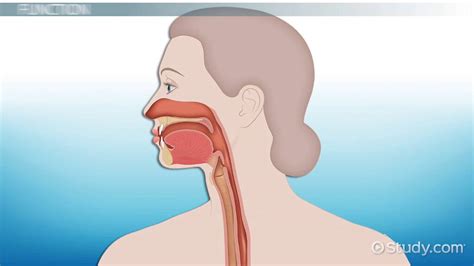 Digastric Muscle | Definition, Innervation & Functions - Lesson | Study.com