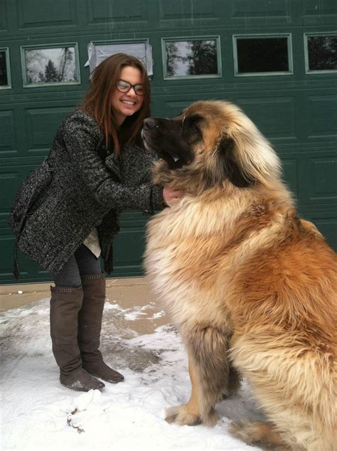 Leonberger Giant Dog Breed - XciteFun.net