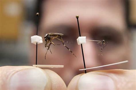 Mosquitos gigantes amenazan a Florida