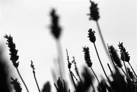 Free Images : silhouette, black and white, flower, shadow, close up, monochrome photography ...