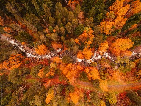 "Aerial Autumn Forest" by Stocksy Contributor "Javier Pardina" - Stocksy