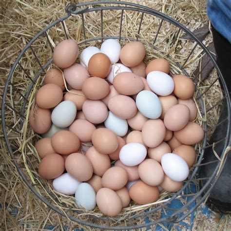 The Colors of Chicken Eggs | BirdNote