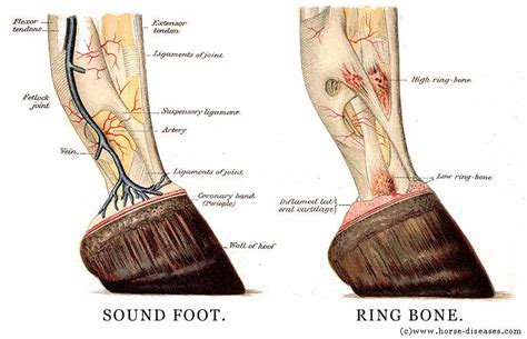 Anatomy horse foot/hoof picture