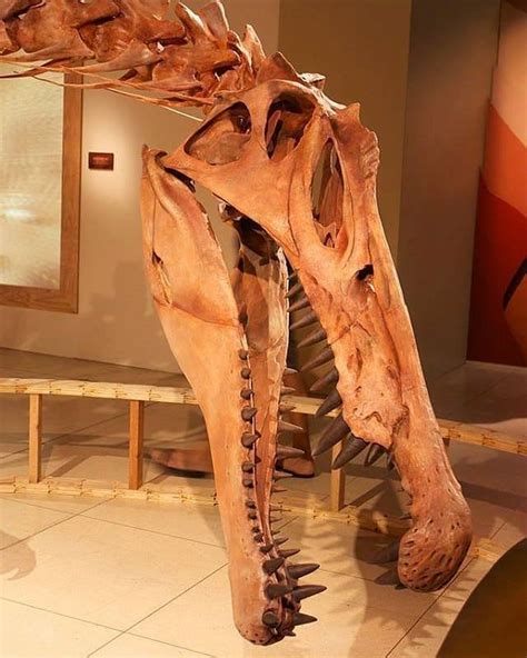 Spinosaurus skull replica 🙂 This replica is part of "Spinosauru | Spinosaurus, Dinosaur ...