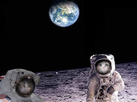 Cats on the moon for a sad Caturday. RIP Neil Armstrong Awake My Soul ...