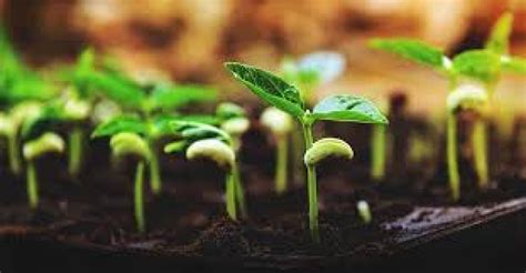 IISER Bhopal scientists’ study on seed germination