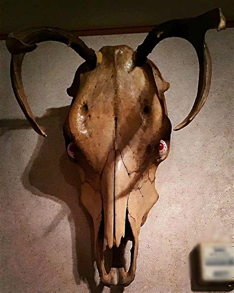 The Wendigo/Skinwalker wall hanger. Cow skull, deer antlers, demon eyes ...