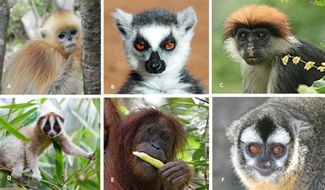 More Than Half Of All Primates Are Nearing Extinction, New Study Says ...