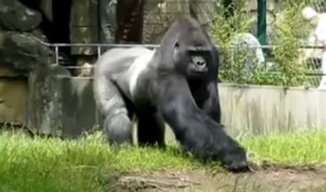 Gorilla Pranks Zoo Workers – Viral Videos Gallery