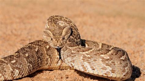 Puff Adder (Pofadder) | Snake images, Poisonous snakes, Adder snake