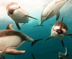 IMAGENES ANIMADAS: imagenes animadas de delfines
