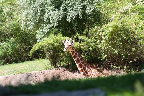 Photo Venue: NC Zoo - Asheboro, NC