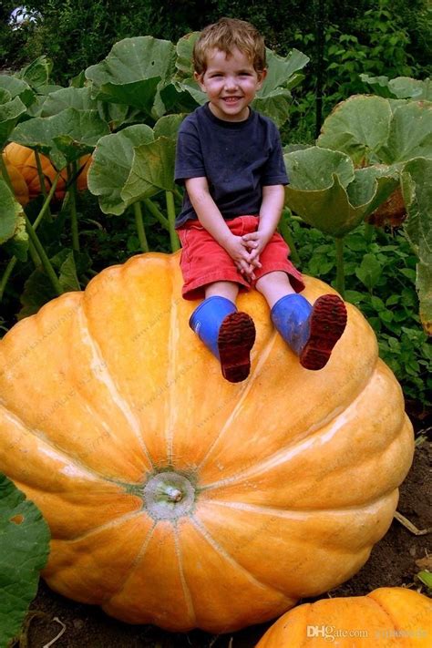 giant pumpkin seeds halloween pumpkin organic seeds Vegetables Nutrient ...