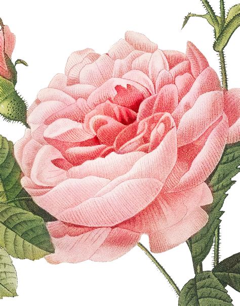 Rose Printable Art Printables Rose Flowers Pink Print Templates | The Best Porn Website