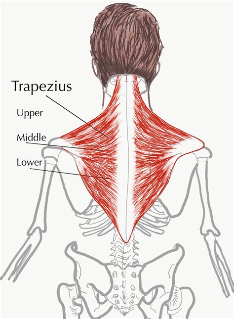 Simple Neck Muscle Diagram Trapezius Muscle Anatomy And Function Finally A Format That Helps ...