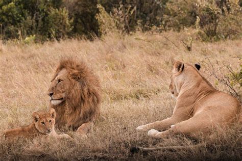 Lioness, Lion and the Cub Family Kenyan African Portrait on Savanna ...