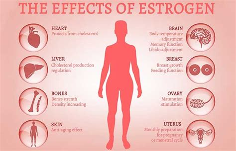 10 Signs That Your Body Has Too Much Estrogen, Which Can Lead To Weight ...