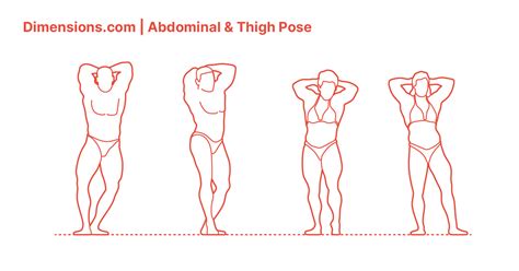 Abdominal & Thigh Pose Dimensions & Drawings | Dimensions.com