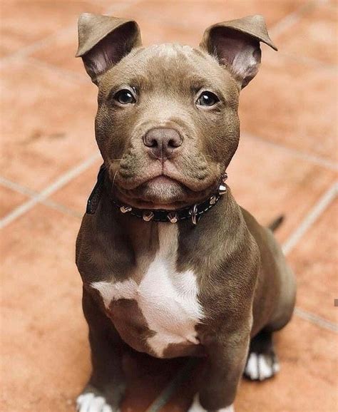 Pit bull puppy #pitbullpuppies | Very cute dogs, Cute dogs, Puppies