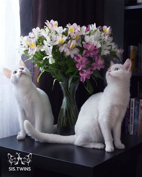 The Most Beautiful Twin Cats In The World - We Love Cats and Kittens