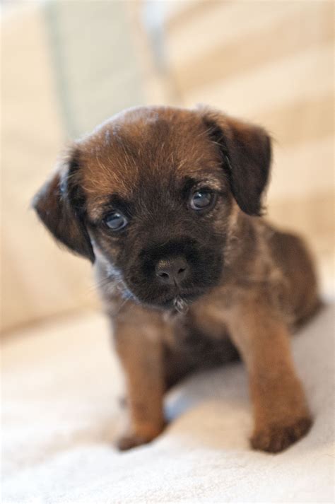 Pin by keyi 011 on so cute | Border terrier puppy, Border terrier, Terrier