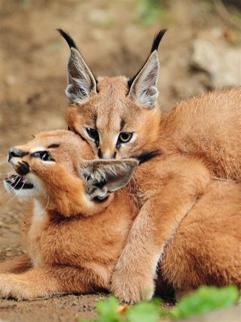 Caracal Hunting Birds