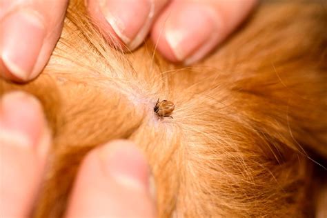 How To Get Rid of Dog Mites | Paw Planning