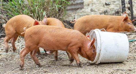 Red Wattle Pig: Hardy and Adaptable, Tasty Meat, Generous Litter Size, and Rapid Growth – FarmerDB