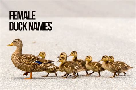 Duck Names 200+ Best & Funny Names [with Video] - PetShoper