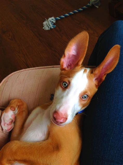 Calvin . Best ibizan hound ever. Instagram : calvin_zee_ibizan Hound Puppies, Dogs And Puppies ...