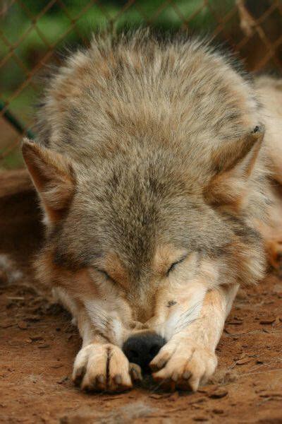 sleeping wolf | Animaux totems, Animaux sauvages, Loup garou