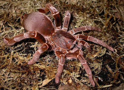 10 Biggest Spiders in the World