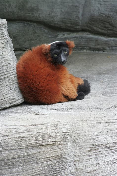 Red Ruffed Lemur Photograph by Judy Whitton