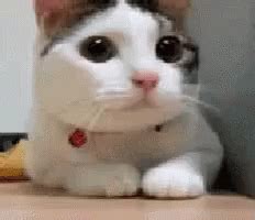 Cat Bobbing Head Shake No Deny Reaction Meme GIF | GIFDB.com