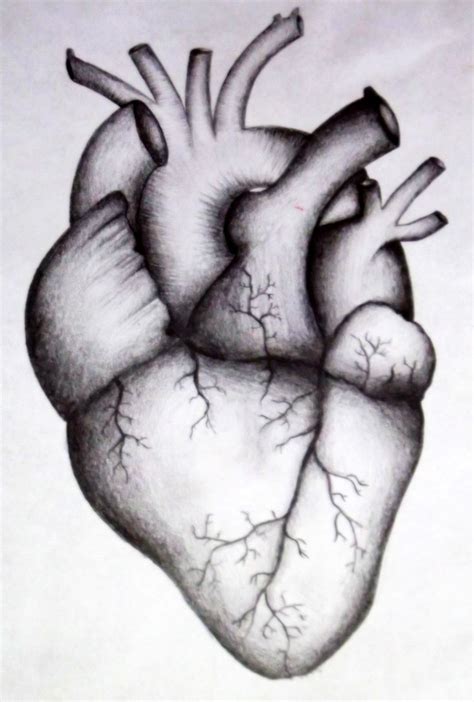 Real Human Heart Drawing at PaintingValley.com | Explore collection of ...