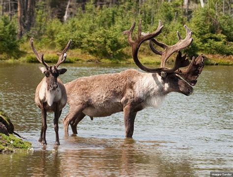 Boreal woodland caribou - Alchetron, the free social encyclopedia