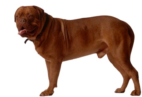 Dogue de Bordeaux Dog Breed Info, Size, Price, Height | Petlur