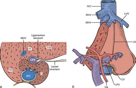 Caudate Lobe Liver