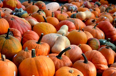 Free Images : fruit, produce, color, autumn, pumpkin, vegetables, seasonal, calabaza, pumpkins ...