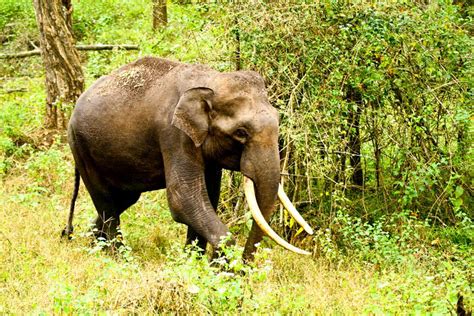 The Heaviest and Largest Elephant Tusks