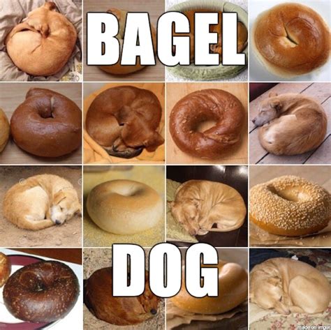 Bagel Day Memes That Prove There's Nothing This Delicious Food Can't Fix