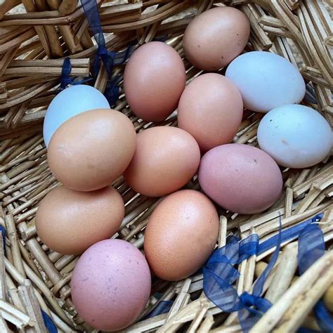 Langshan Egg Color